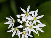 Nahaufnahme Bärlauch Blütenkreis